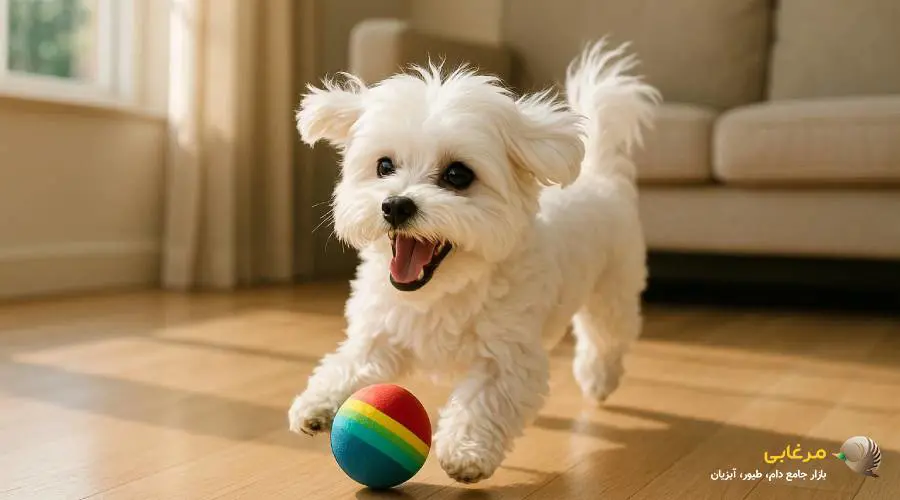 آموزش سگ های نژاد مالتیز