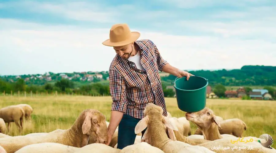 نکات مهم هنگام خرید کنسانتره دام پرواری