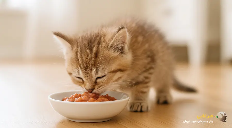 خرید پوچ گربه