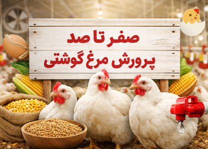 صفر تا صد پرورش مرغ گوشتی | مراحل، تغذیه و کاهش تلفات