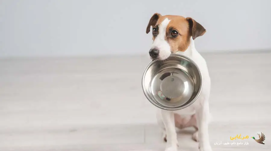 ظرف غذای سگ