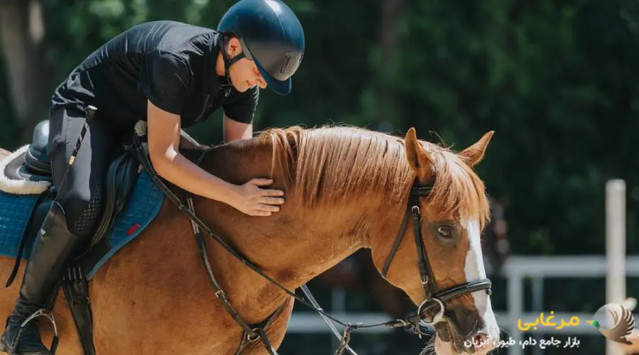 لوازم سوارکاری اسب برای مبتدی ها