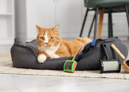 37 وسیله کاربردی برای نگهداری حیوانات خانگی در خانه