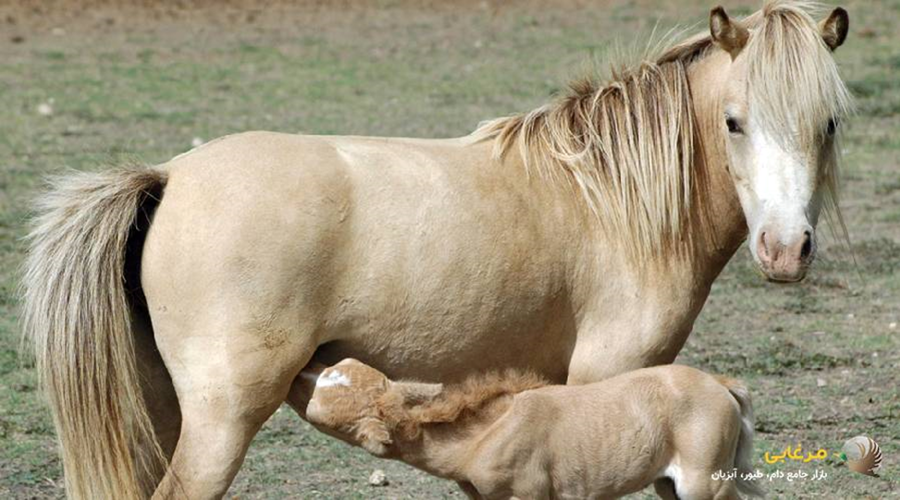 اسب مینیاتوری