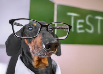تست سنجش هوش سگ ها + امتیازدهی