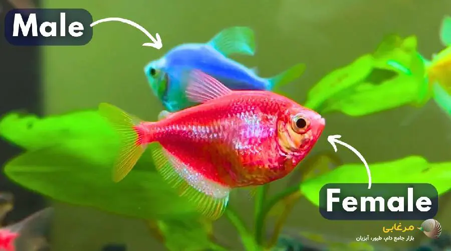 تکثیر ماهی کالر ویدو