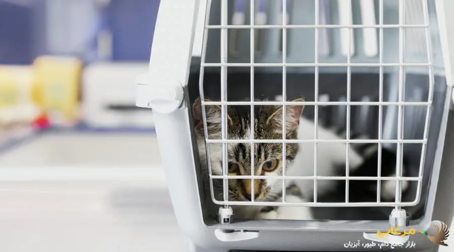 راهنمای انتخاب باکس گربه