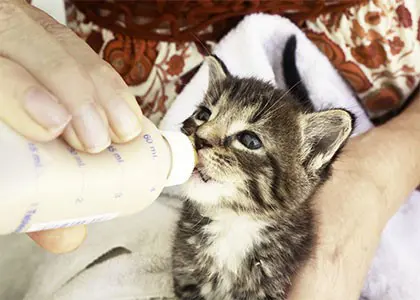 ۷ نکته مهم برای انتخاب شیر خشک توله سگ و بچه گربه