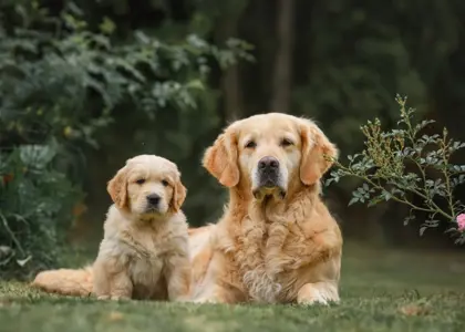13 نژاد سگ که ریزش موی کمتری دارند!