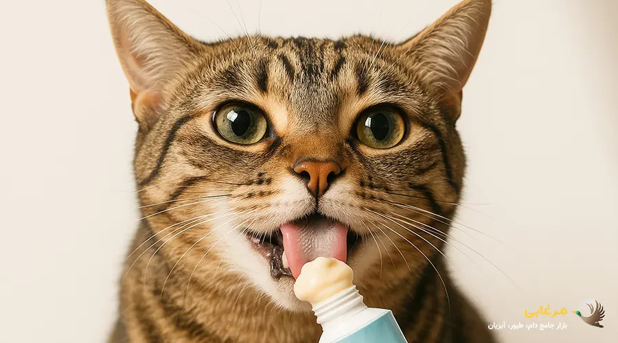 خرید بستنی گربه