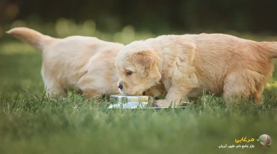 مزایای شیر خشک سگ