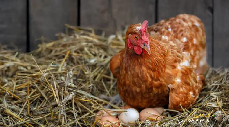 کنسانتره ویژه مرغ تخمگذار
