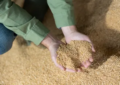 مزایا و معایب کنجاله سویا برای دام 