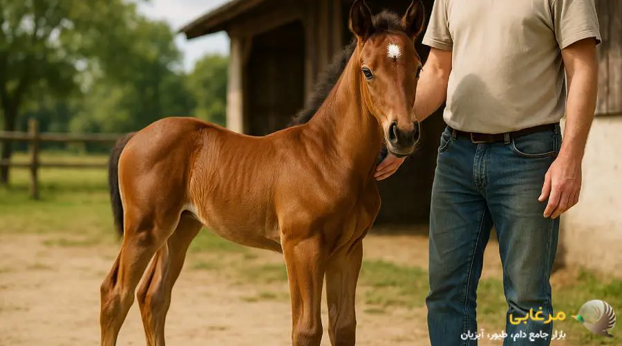 مزایای مصرف شیر خشک اسب