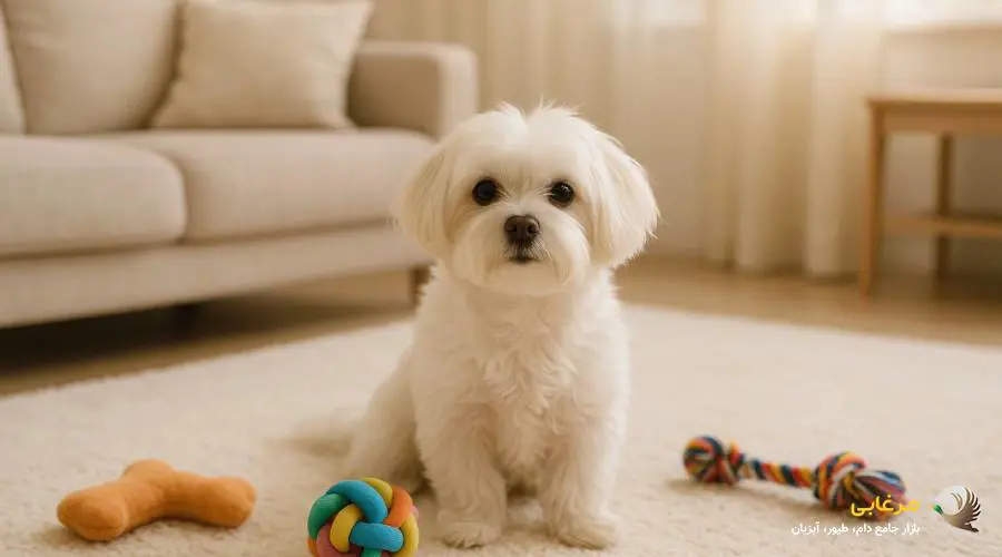 زندگی سگ مالتیز در آپارتمان