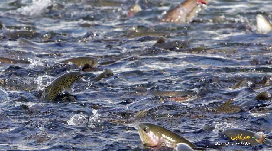 ماهی گرم آبی