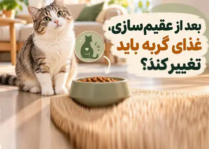 بعد از عقیم‌سازی، غذای گربه باید تغییر کند؟
