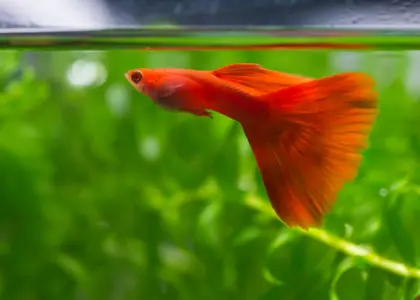 همه چیز درباره ماهی گوپی که باید بدانید!!!