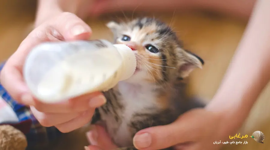 شیر خوردن بچه گربه