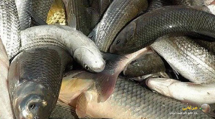 قیمت ماهی گرم آبی