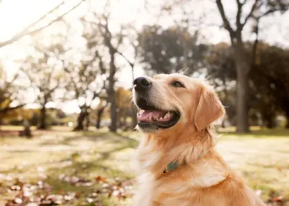 5 روش برای تقویت رفتار خوب در سگ ها