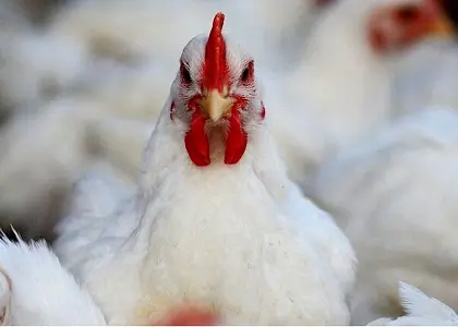 انواع مرغ لاین و اجداد در صنعت طیور ایران و جهان