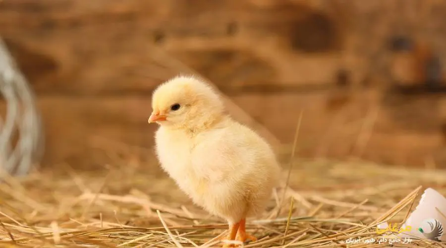 دان استارتر مرغ گوشتی