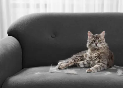 9 دلیل ریزش موی گربه + بهترین روش‌ های جلوگیری از آن