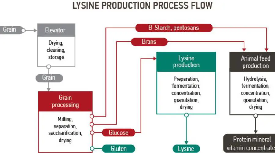 فواید لیزین دامی و طیوری