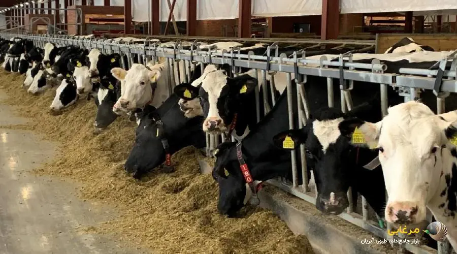 انواع پودر گوشت