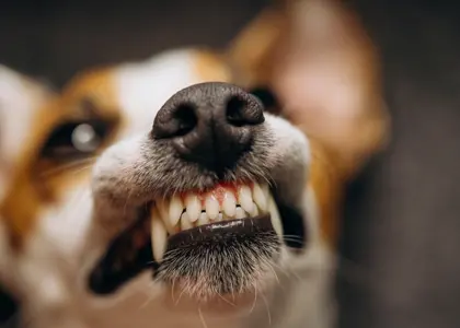 حقایق و اطلاعاتی که در مورد دندان سگ لازم است بدانید! 