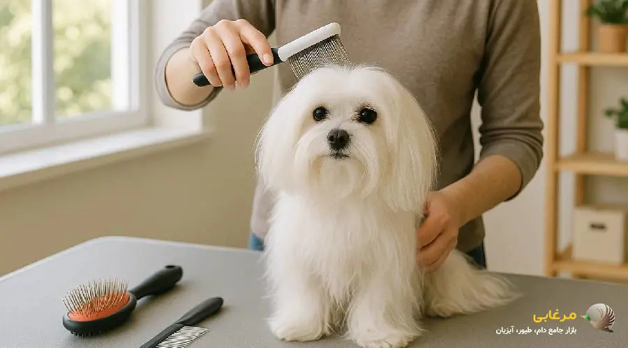 نظافت سگ های نژاد مالتیز