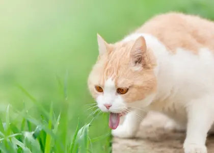 علائم، دلایل و درمان مسمومیت گربه + راهنمای کامل برای نجات جان گربه