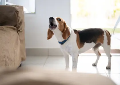 راز زوزه کشیدن سگ ‌ها؛ غریزه، احساسات یا پیامی پنهان؟