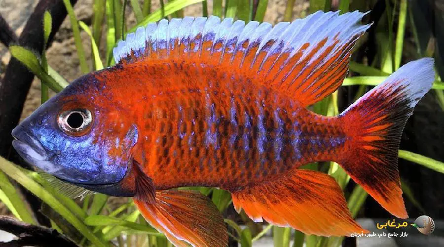 ماهی سیکلید گوشتخوار