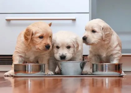 راهنمای کامل تغذیه توله سگ ۴۰ روزه: چه غذایی، چه مقدار و در چه زمانی؟