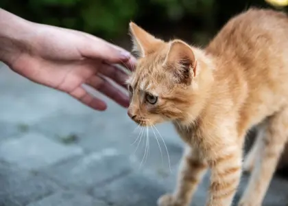 استرس در گربه ها: نشانه‌ ها، دلایل و راه‌ های آرام کردنشان!