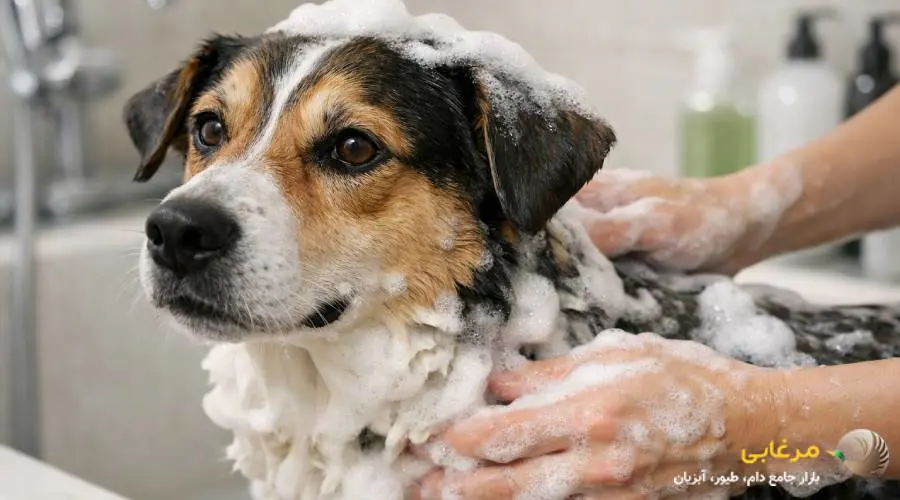 شامپوی ضد کک و کنه