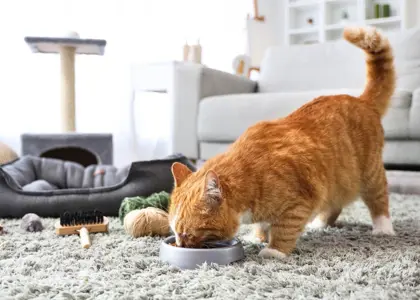 مقدار غذای گربه در روز + برنامه غذایی مناسب برای سنین مختلف