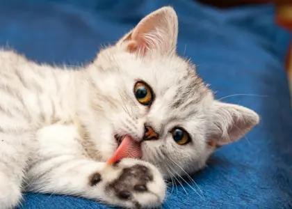 5 دلیل لیس زدن بیش از حد گربه ها + نحوه کنترل آن 