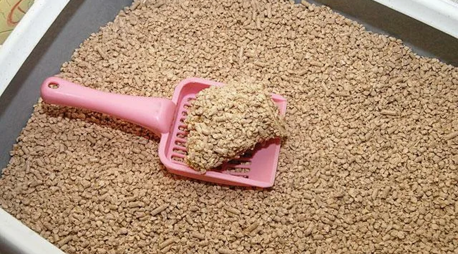 بهترین خاک برای دستشویی گربه