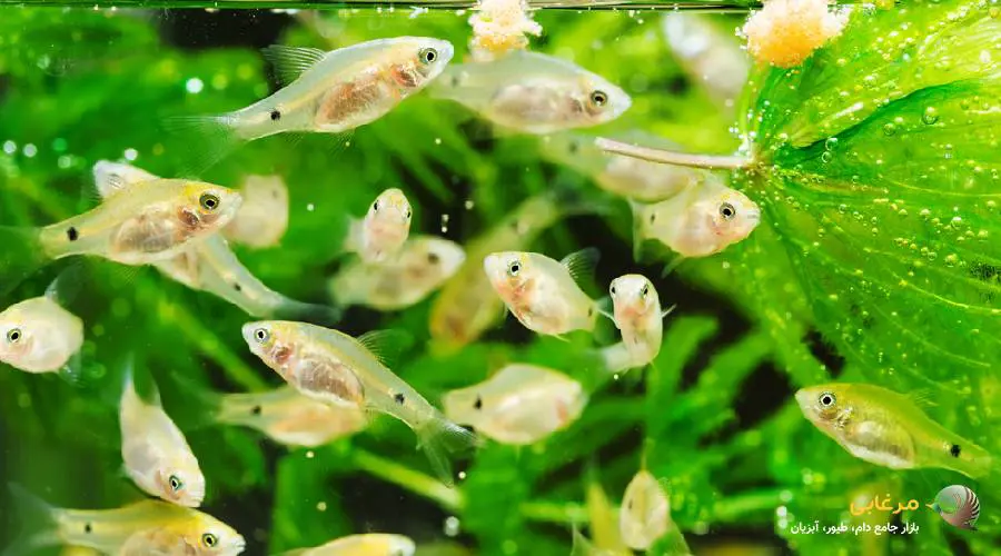 قیمت غذای ماهی زینتی