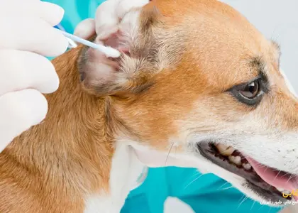 راهنما کامل تمیز کردن گوش سگ | علائم و مراحل نظافت گوش سگ 