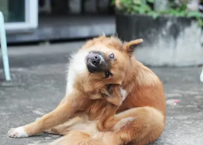 خارش بدن سگ | علائم، دلایل، پیشگیری و درمان خارش در سگ ها