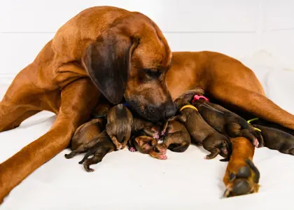 راهنمای کامل برای زایمان سگ: نکات ضروری برای حمایت و آرامش مادر