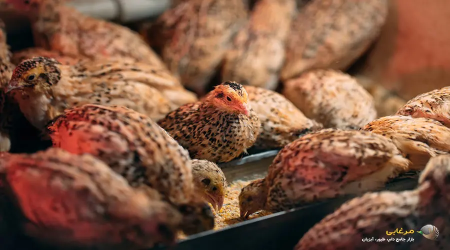 بلدرچین گوشتی