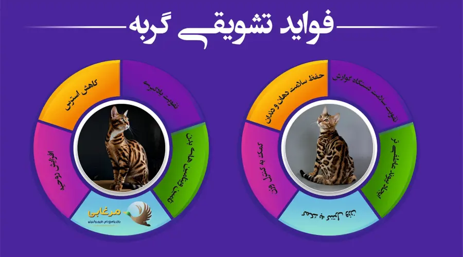 فواید تشویقی برای گربه