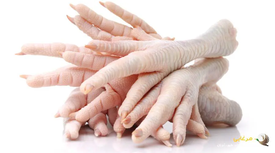 مزایا پای مرغ پخته برای سگ