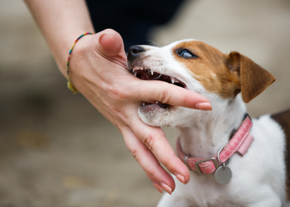 علت گاز گرفتن سگ و راه های پیشگیری از آن 