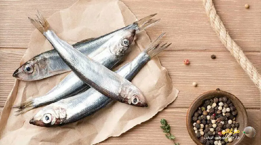 بچه ماهی گرم آبی